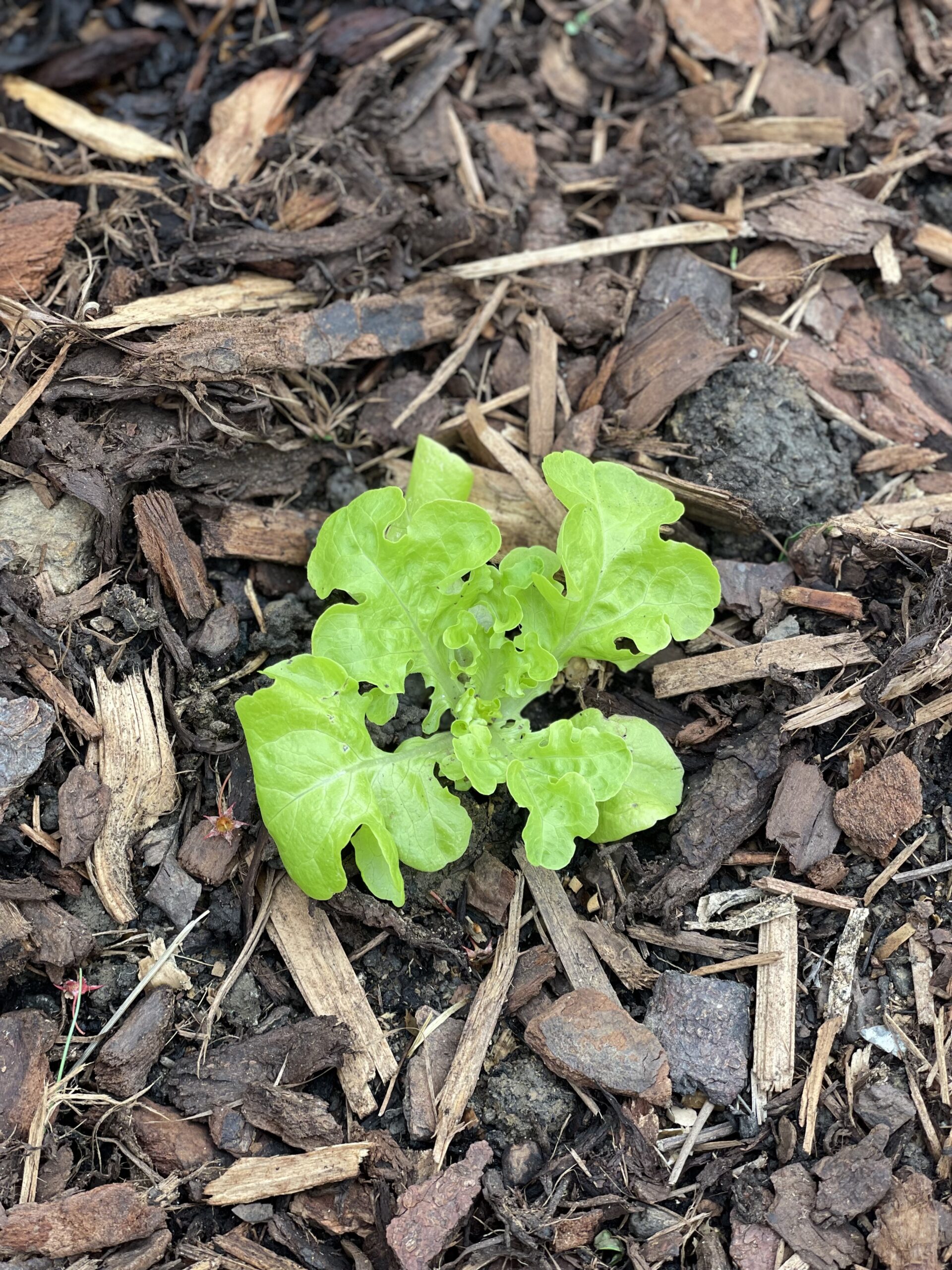 Nach einer erfolgreichen Anzucht im Haus kannst du den Salat auspflanzen