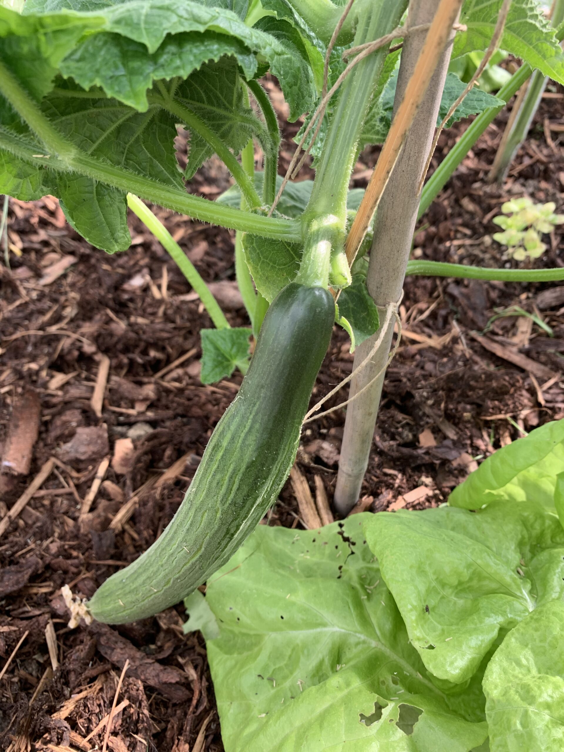 Gurke im Garten