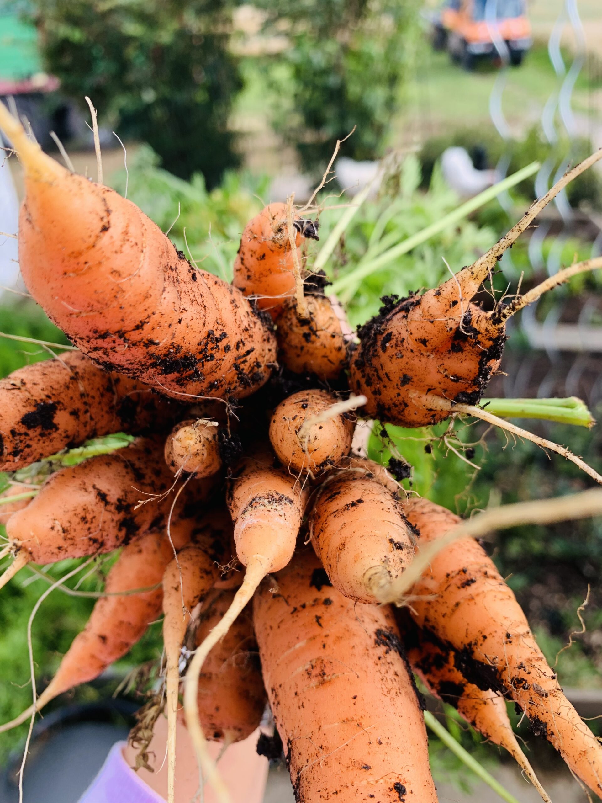Frische Möhren aus dem Garten